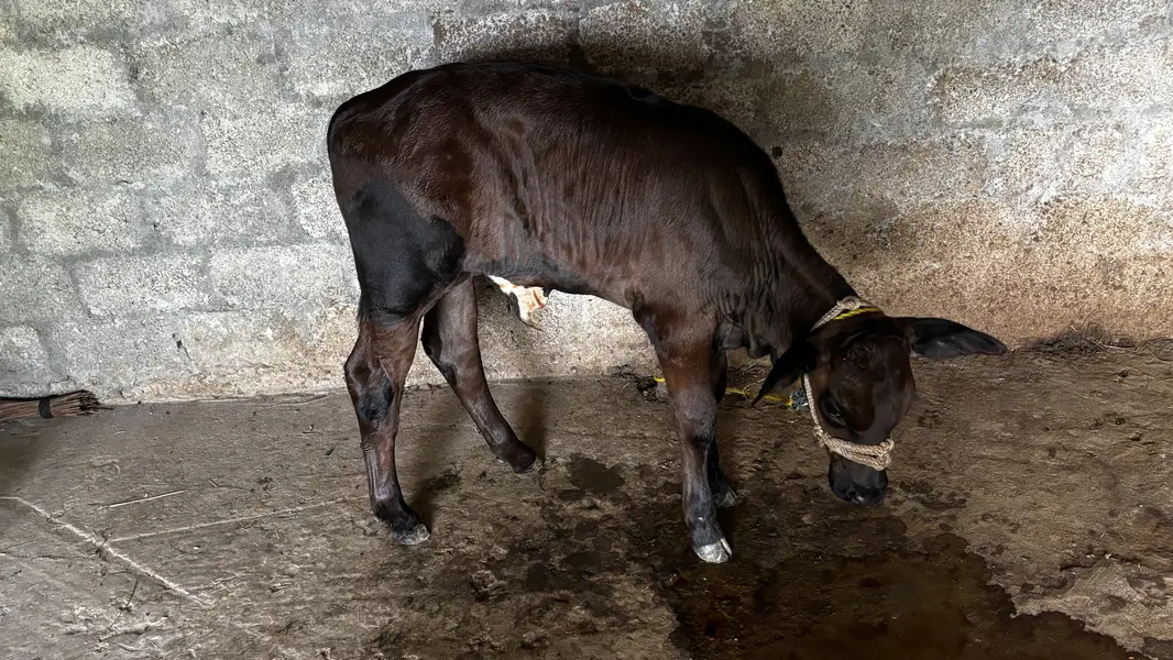 COW WITH BABY FOR SALE — photo 3