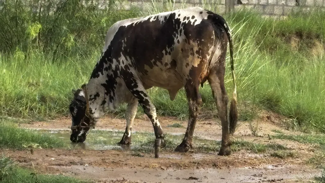 COW WITH BABY FOR SALE — photo 4