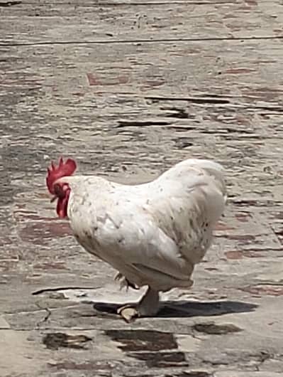 Healthy Cochin Rooster