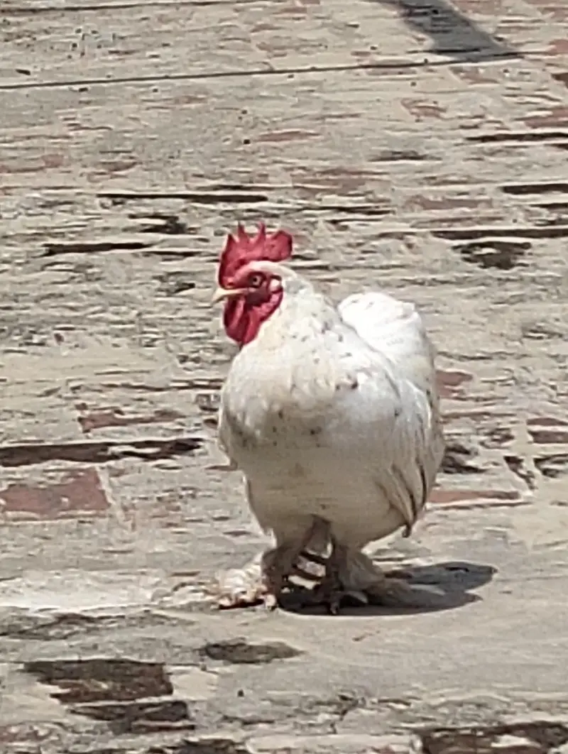 Healthy Cochin Rooster — photo 2