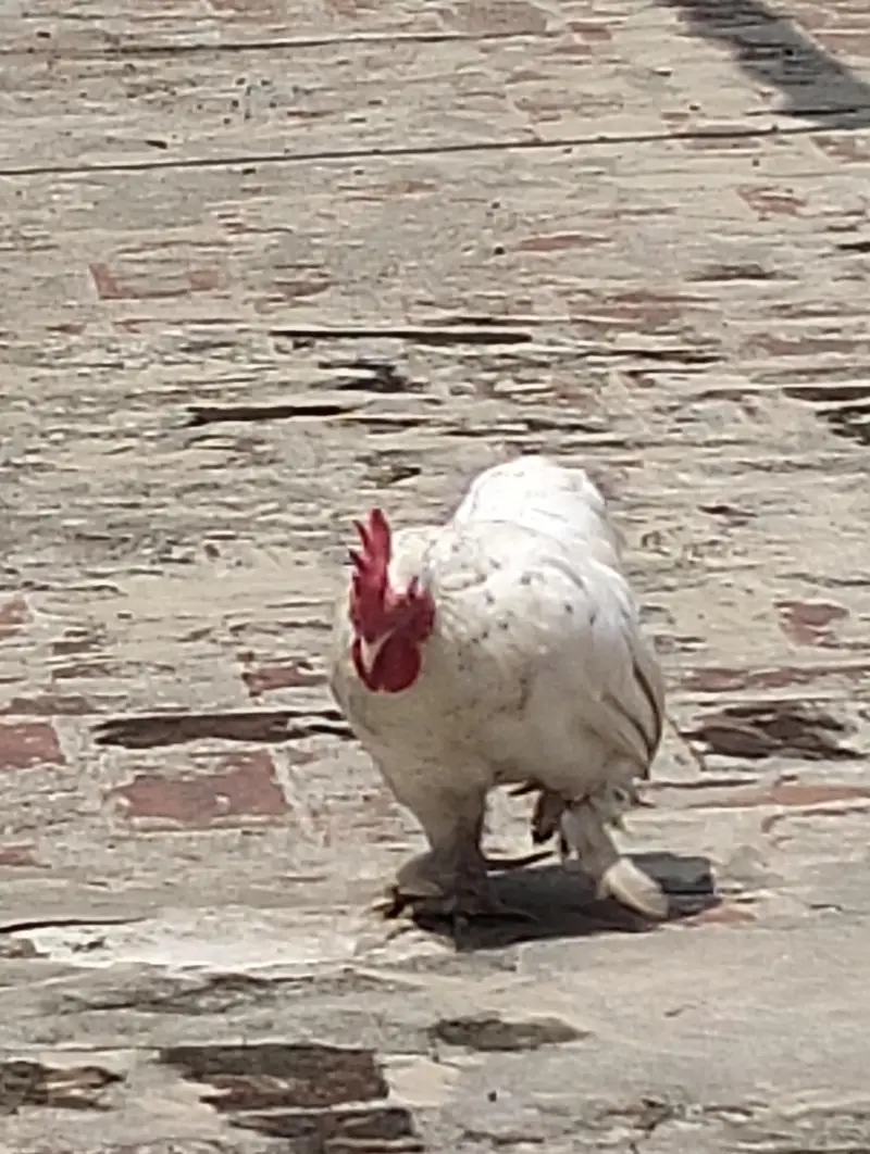 Healthy Cochin Rooster — photo 3