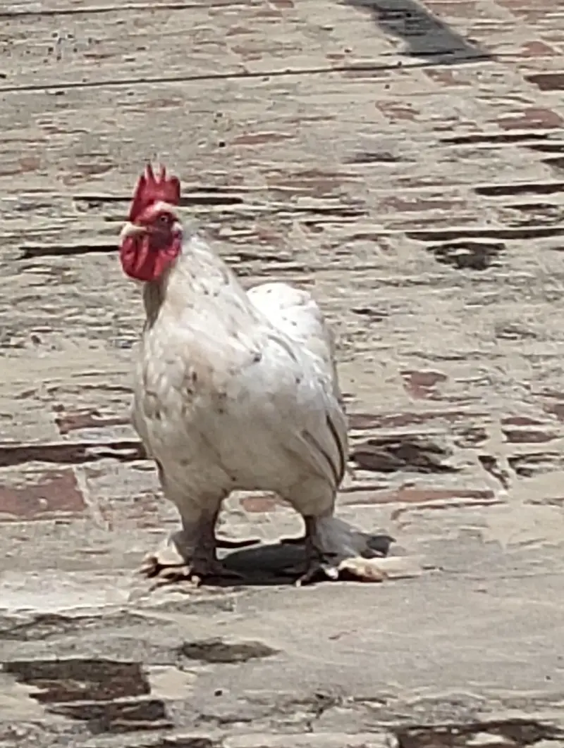 Healthy Cochin Rooster — photo 4