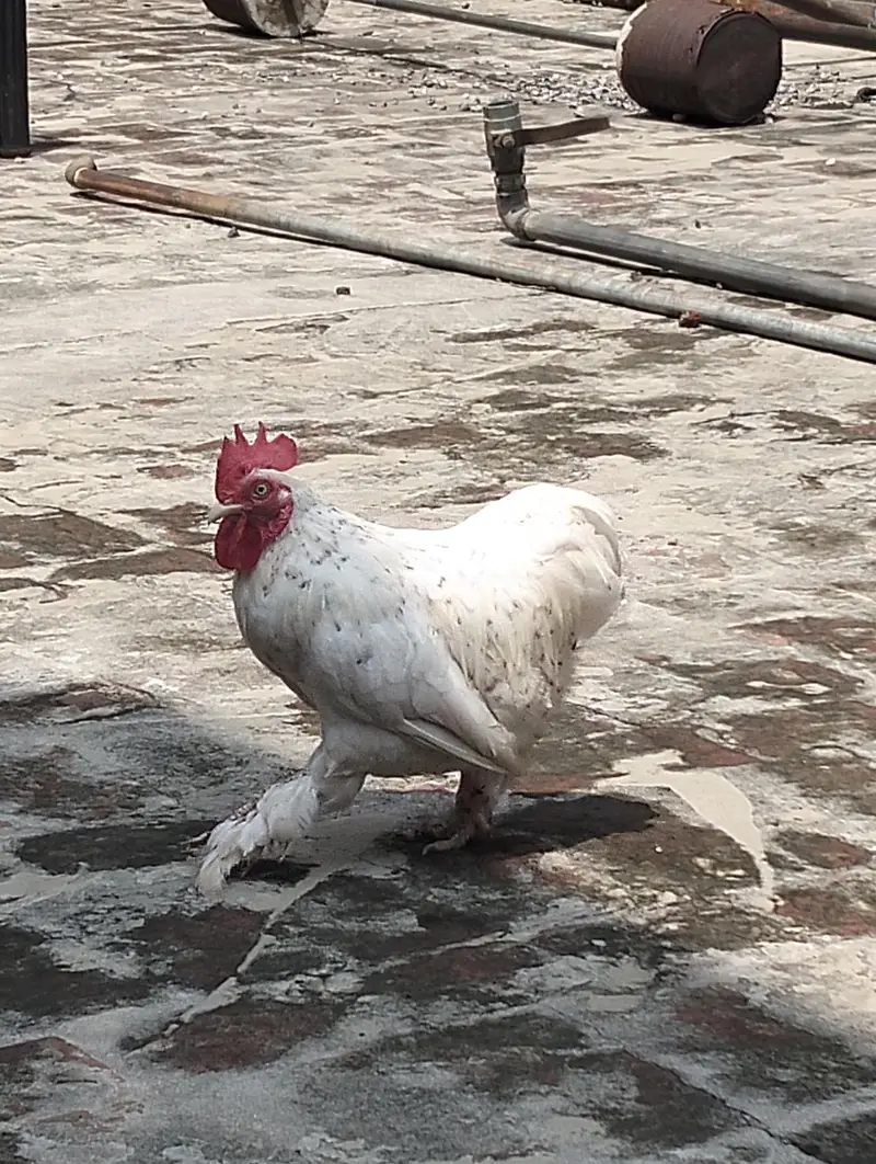 Healthy Cochin Rooster — photo 5