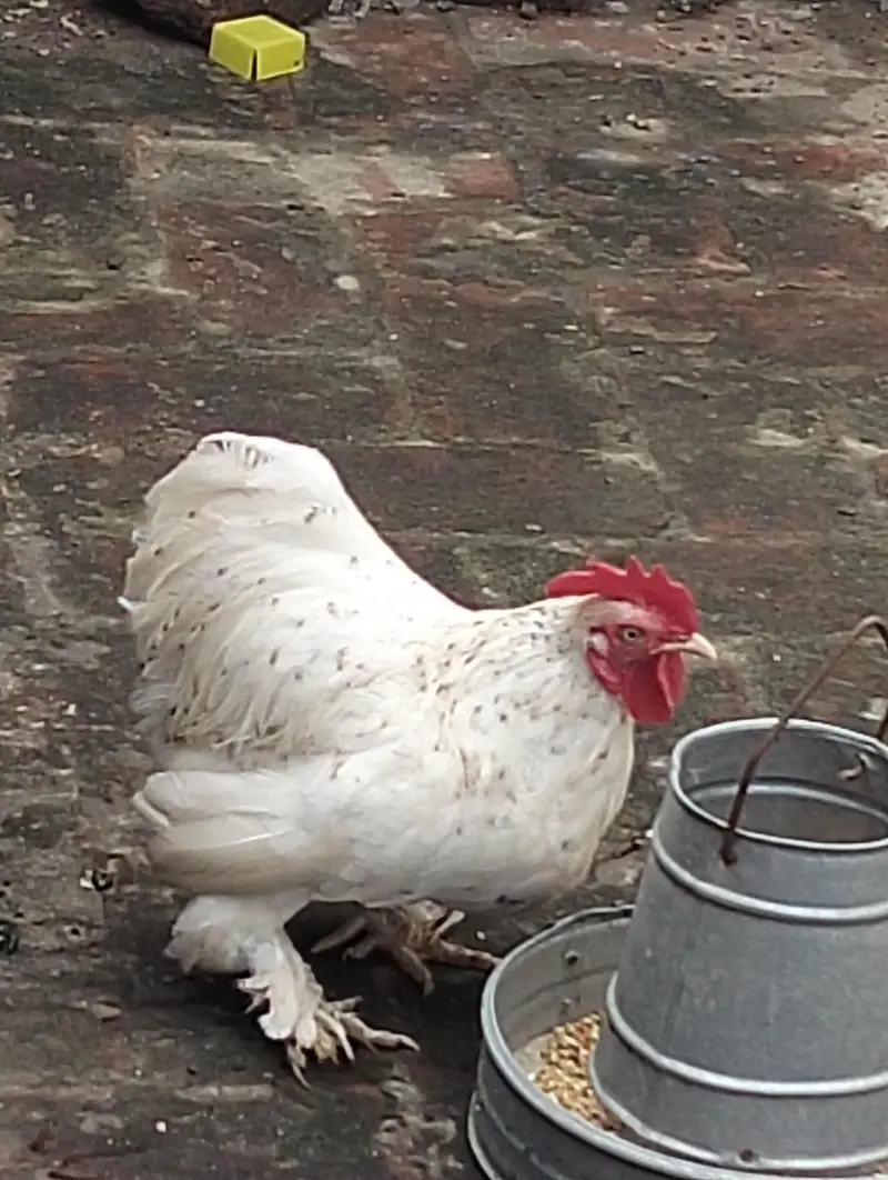 Healthy Cochin Rooster — photo 6