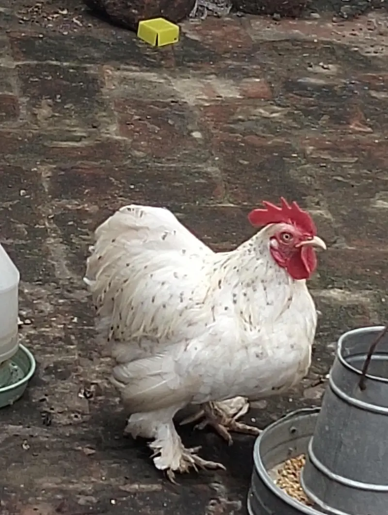 Healthy Cochin Rooster — photo 7