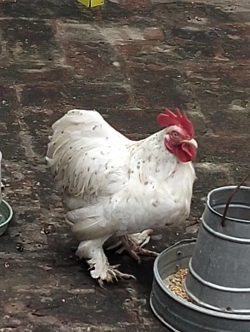 Healthy Cochin Rooster — photo 8