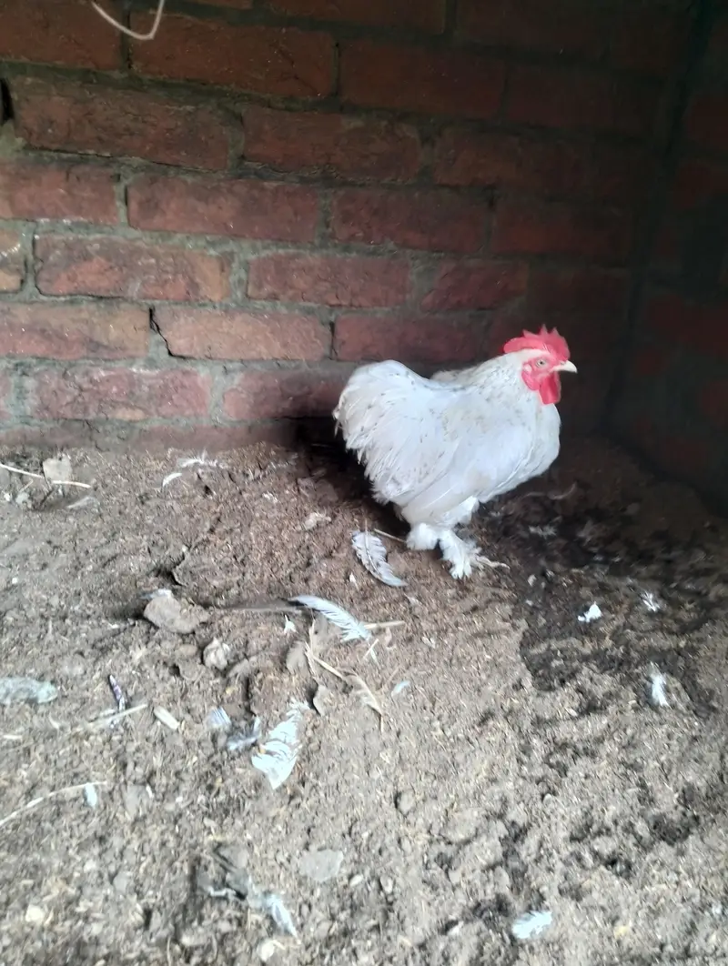 Healthy Cochin Rooster — photo 9