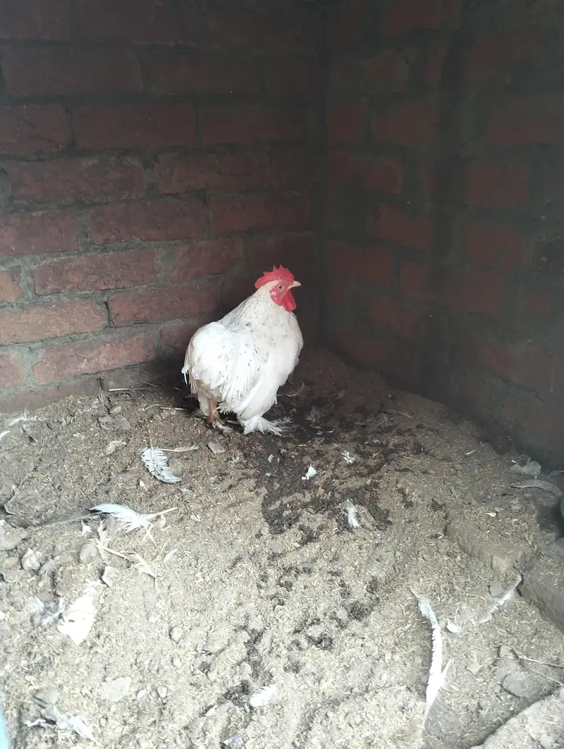Healthy Cochin Rooster — photo 10