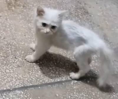 Mano cats