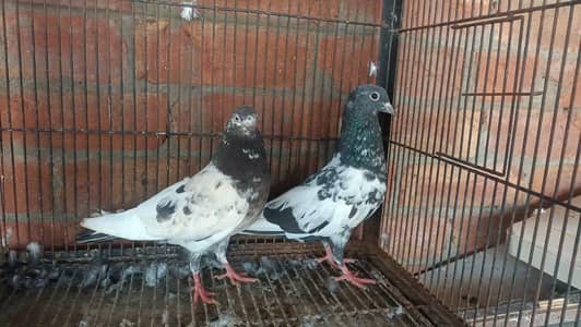 rampoori teddy female breeder pair 03364776502