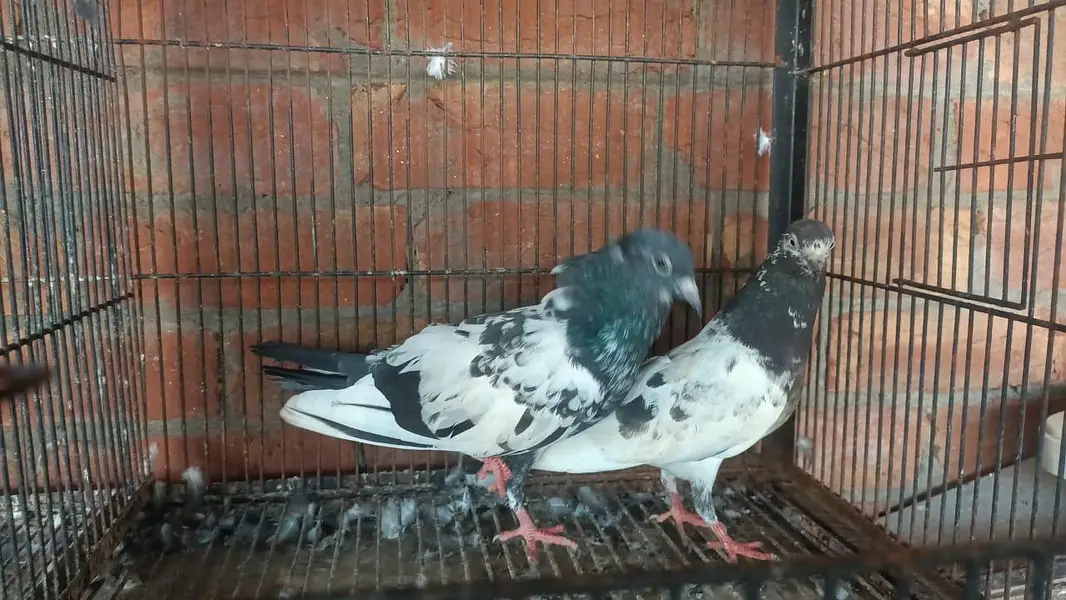 rampoori teddy female breeder pair 03364776502 — photo 2