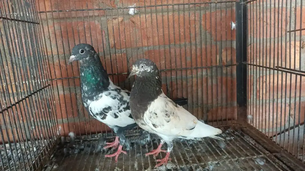 rampoori teddy female breeder pair 03364776502 — photo 3