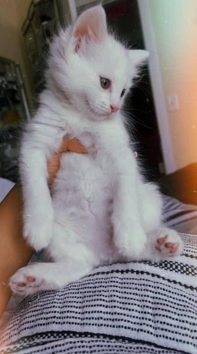 Persian cat white colour  wash room train what's app snd inbox