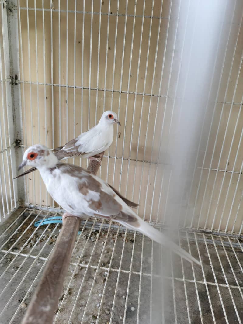 white Java Breeder Pair 7