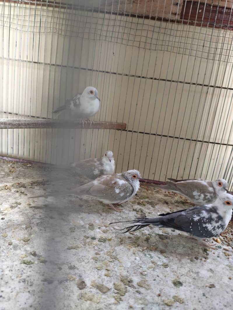 white Java Breeder Pair 8