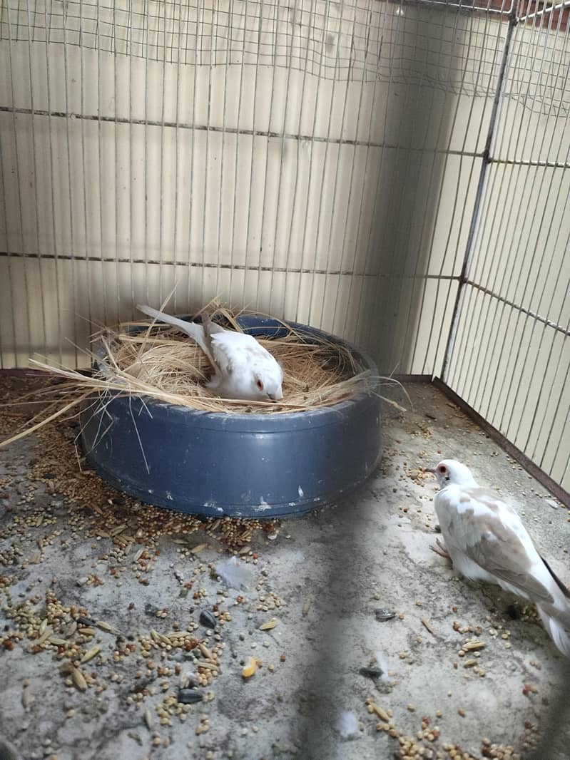 white Java Breeder Pair 9