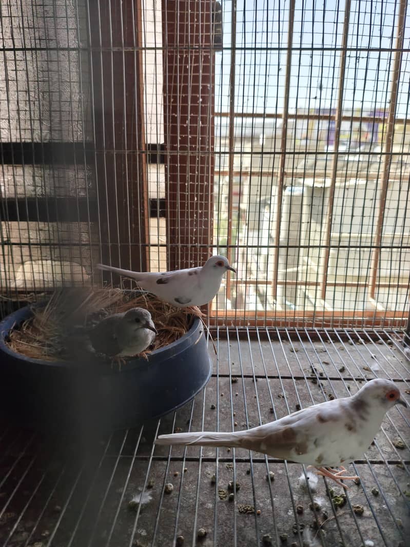 white Java Breeder Pair 10
