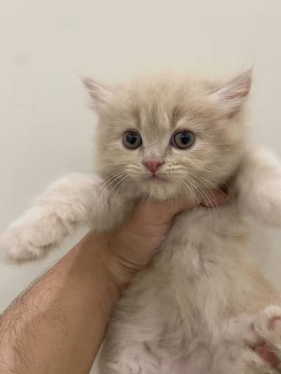 2 cute golden kittens / healthy and playful
