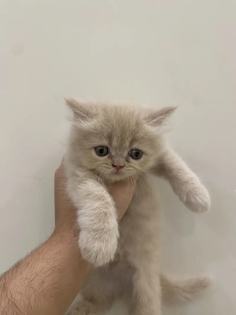 2 cute golden kittens / healthy and playful — photo 2
