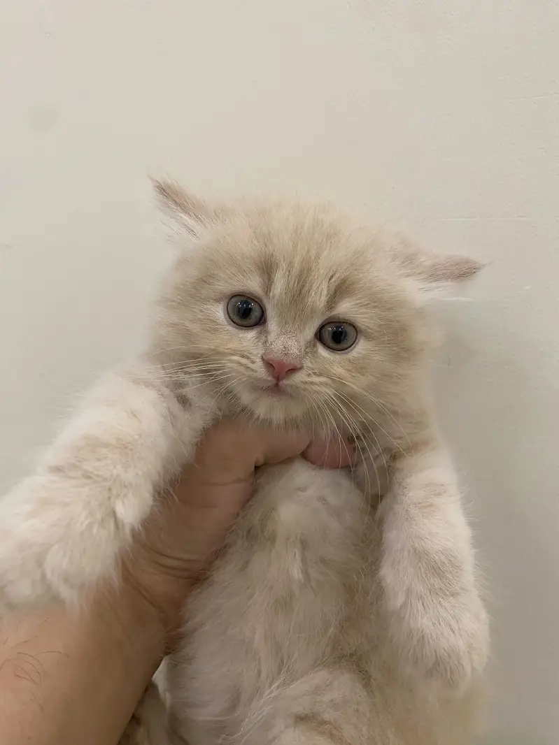 2 cute golden kittens / healthy and playful — photo 3