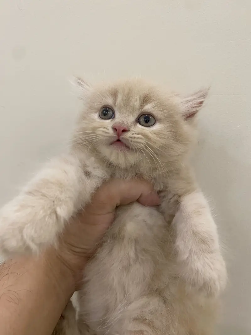 2 cute golden kittens / healthy and playful — photo 4
