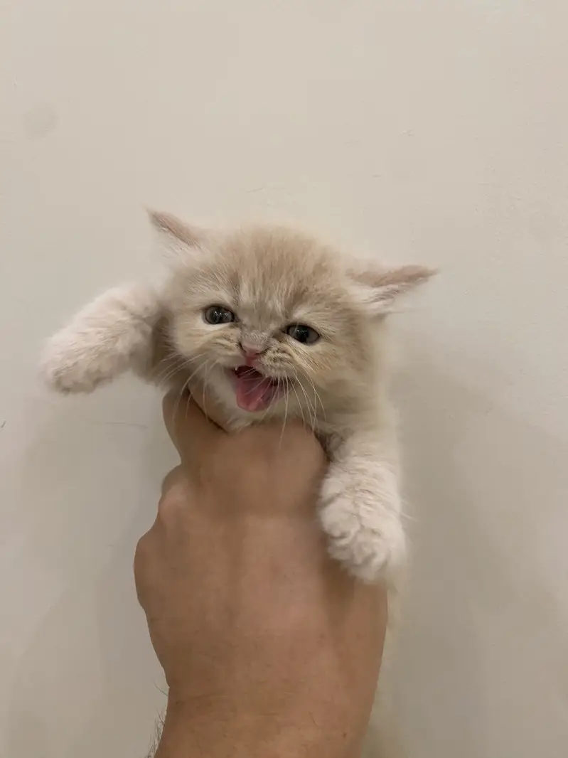 2 cute golden kittens / healthy and playful — photo 5
