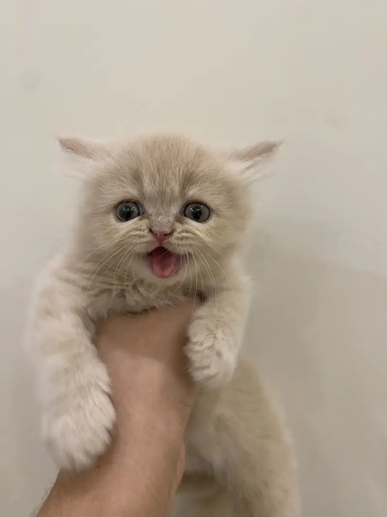 2 cute golden kittens / healthy and playful — photo 6