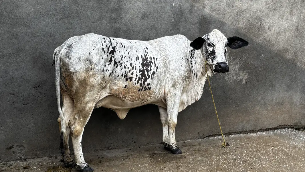 COW WITH BABY FOR SALE — photo 5