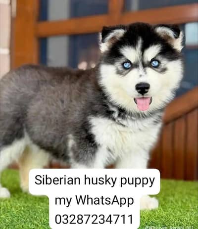 Siberian husky puppy'