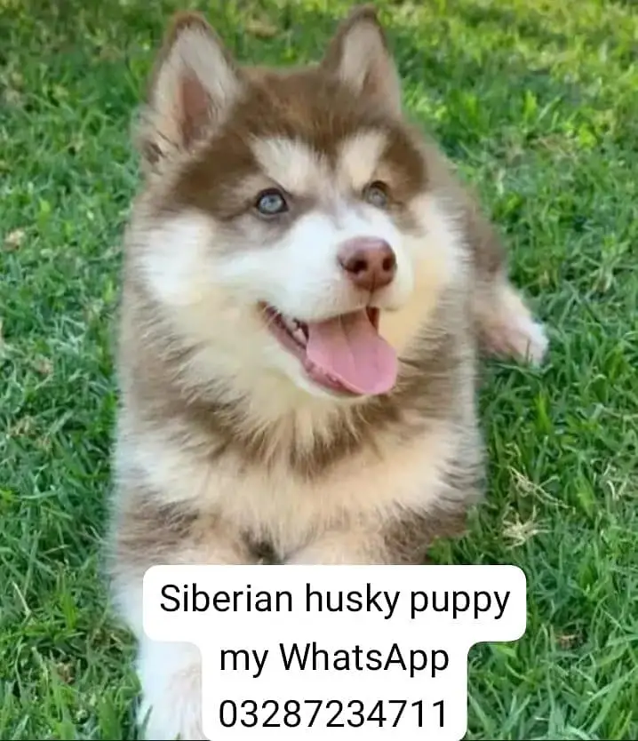 Siberian husky puppy' — photo 2