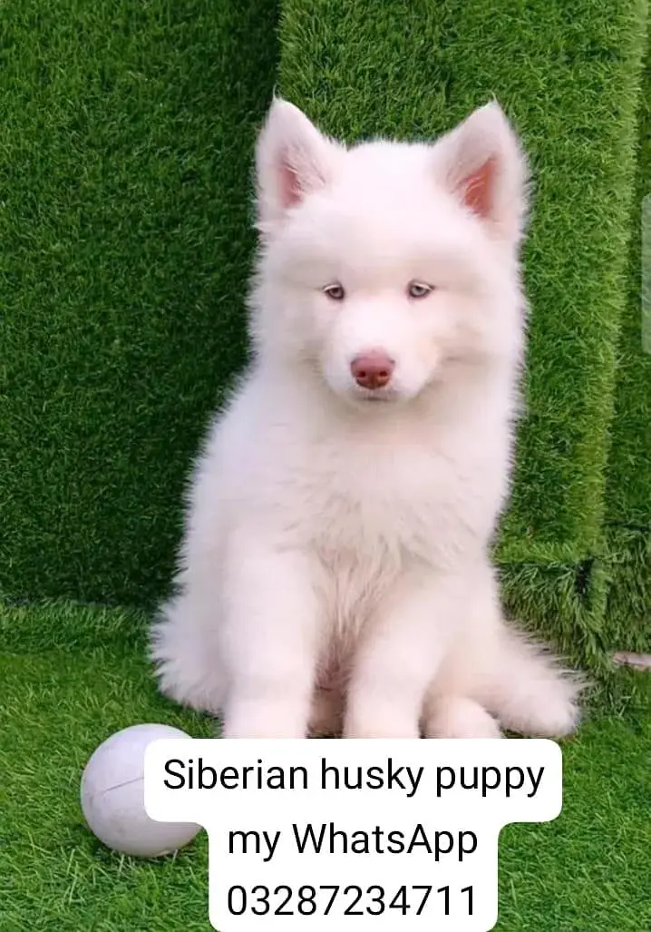 Siberian husky puppy' — photo 3