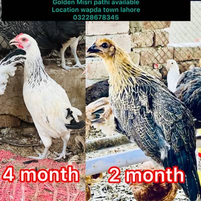 DESI | GOLDEN | Misri | PATHI | Chicks| Chuza|MURGI|Egg laying Hen