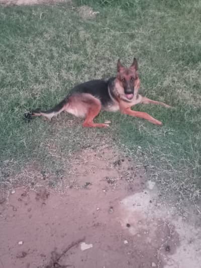 German Shepherd Stock Coat Female