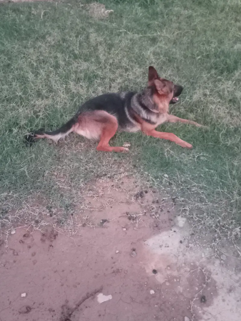 German Shepherd Stock Coat Female — photo 2
