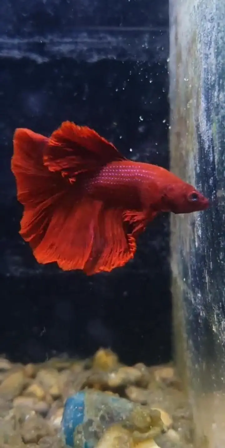Betta fish and betta aquarium Munseeb price — photo 2