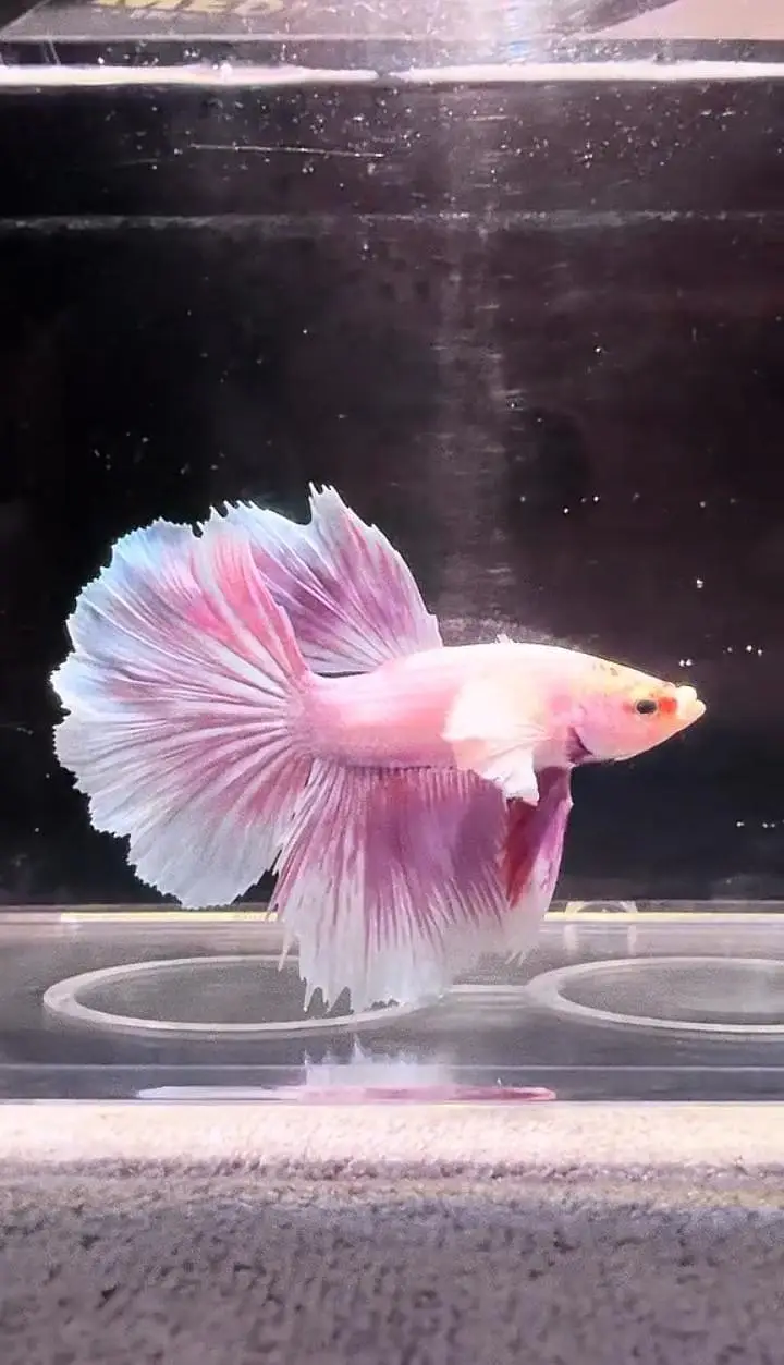 Betta fish and betta aquarium Munseeb price — photo 3