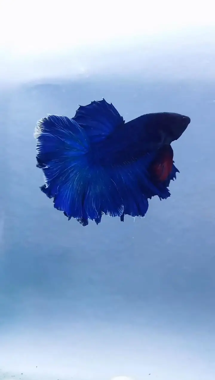 Betta fish and betta aquarium Munseeb price — photo 4