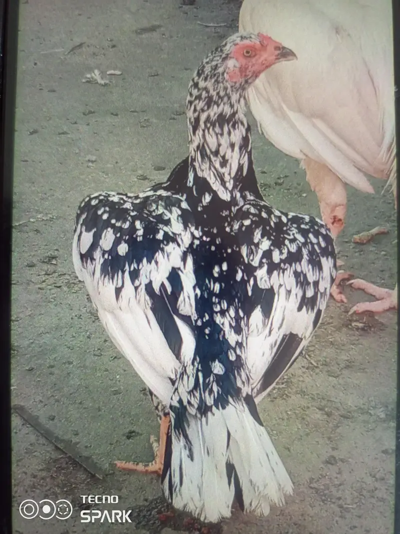 cheny aseel (0300 5058835) — photo 2