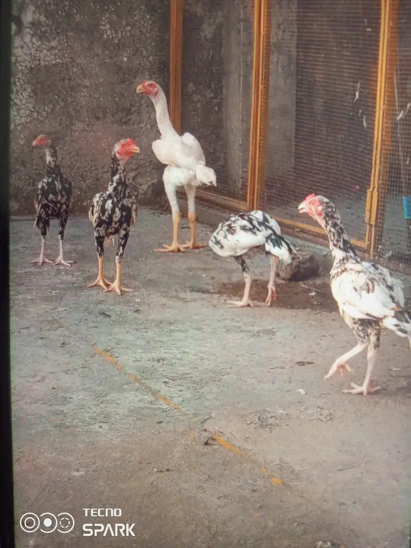 cheny aseel (0300 5058835) — photo 4