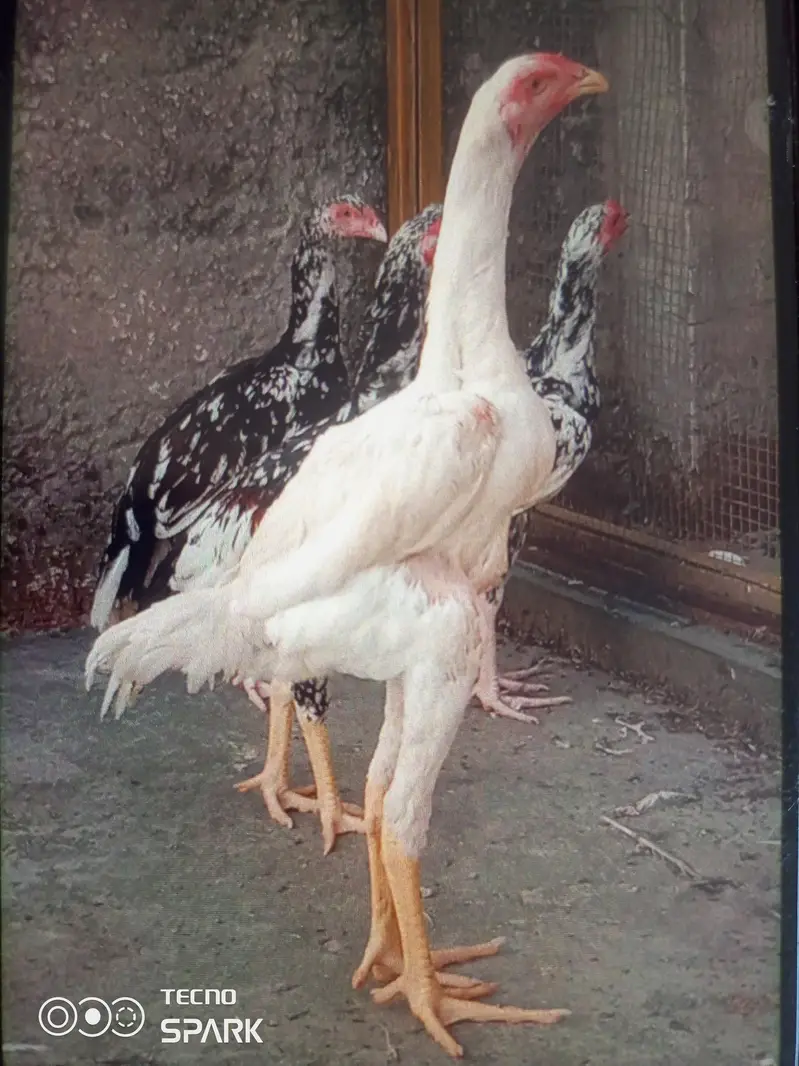 cheny aseel (0300 5058835) — photo 6