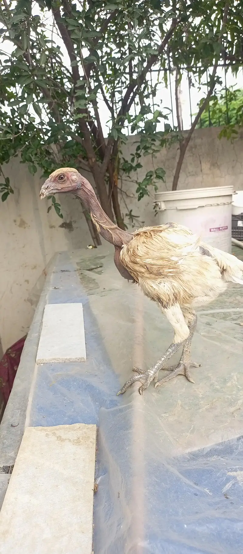 white dragon long tail chiks — photo 4