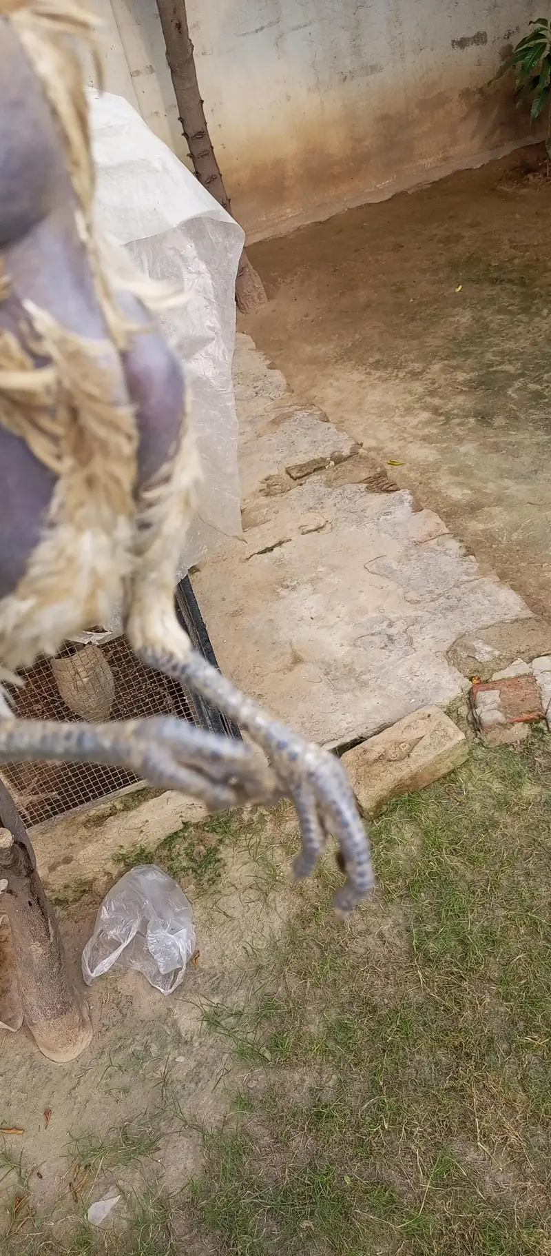 white dragon long tail chiks — photo 5