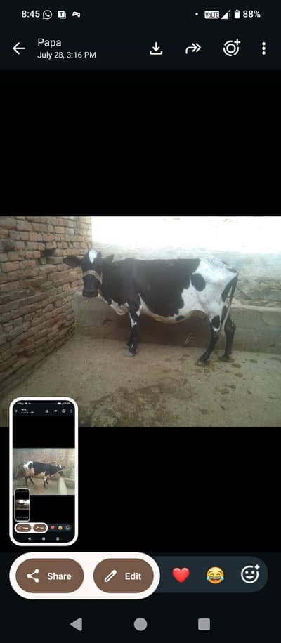 Fresion cross cow 0314 5387877