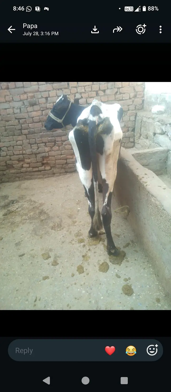 Fresion cross cow 0314 5387877 — photo 2
