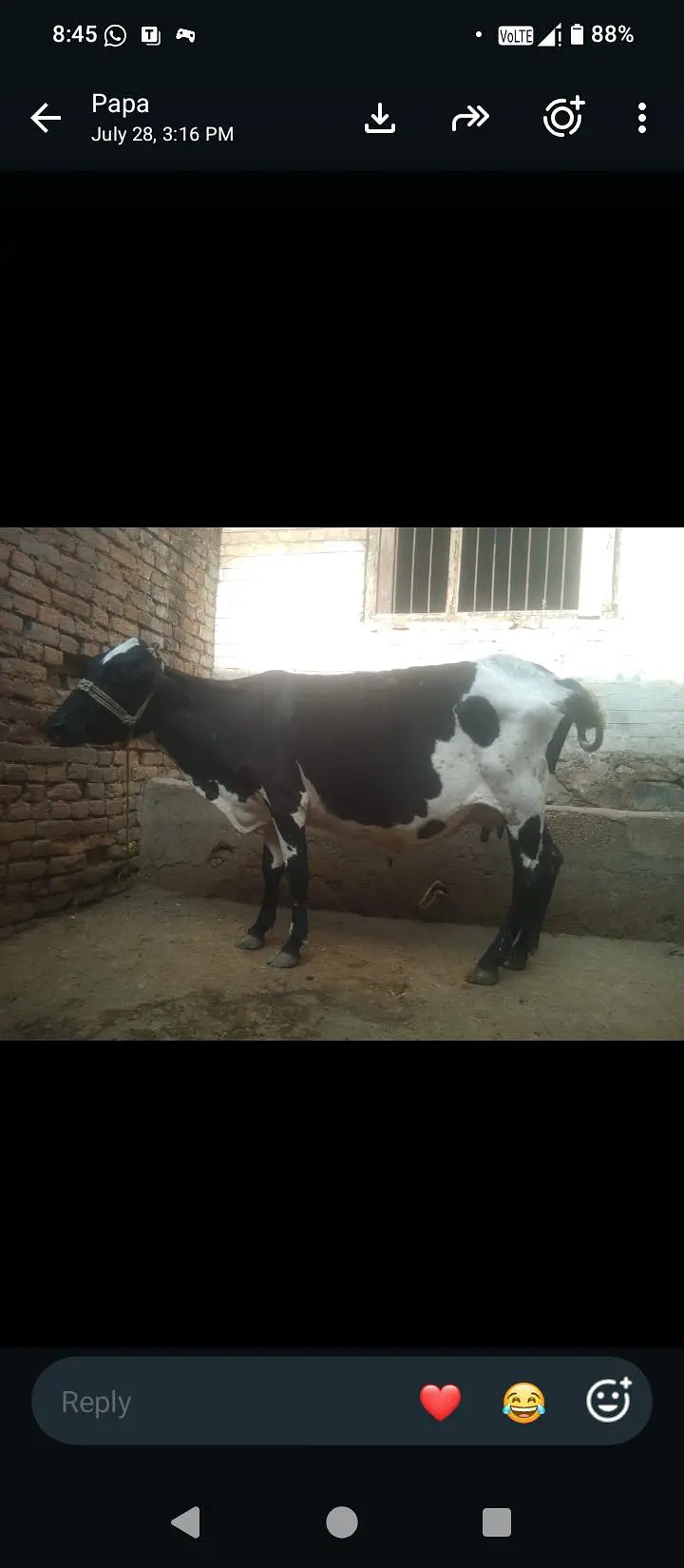 Fresion cross cow 0314 5387877 — photo 3