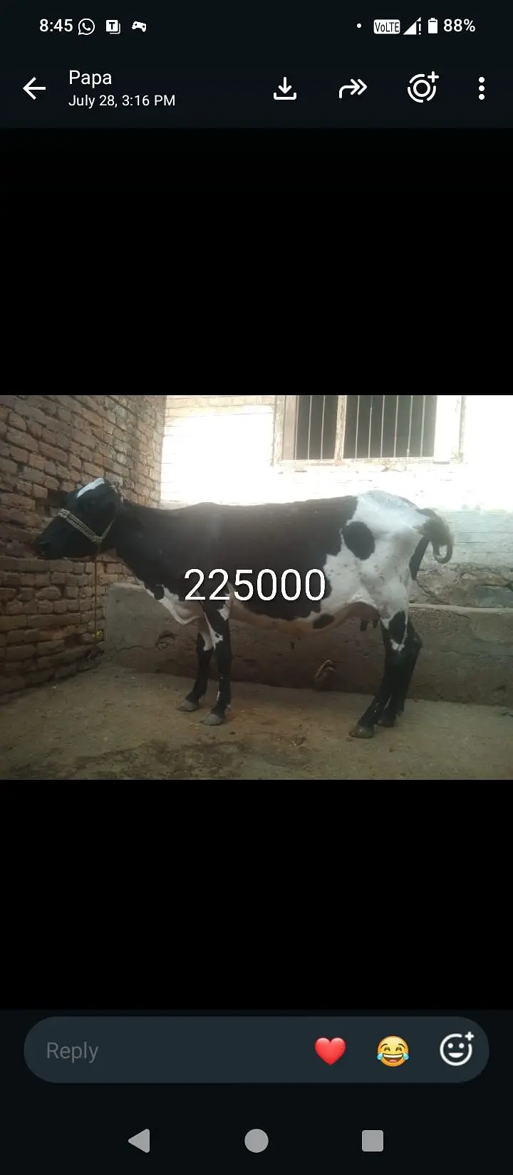 Fresion cross cow 0314 5387877 — photo 4