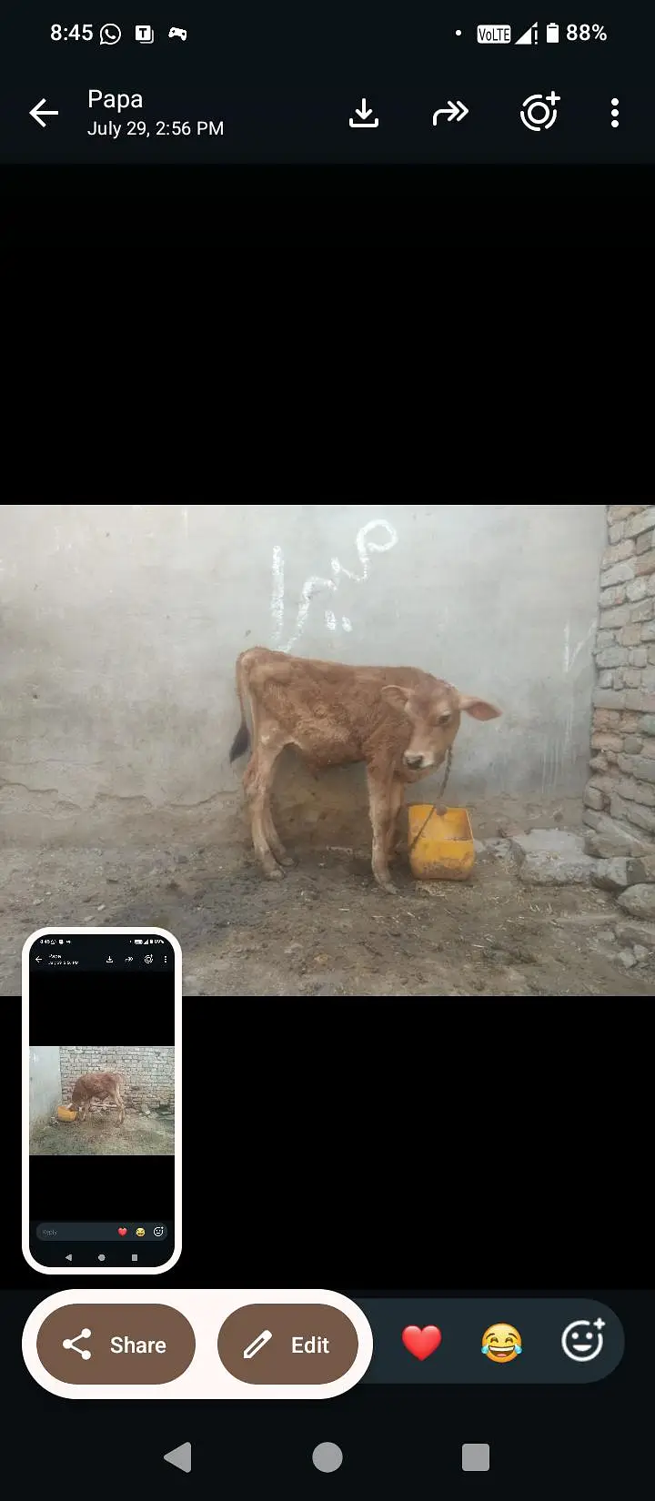 Fresion cross cow 0314 5387877 — photo 5