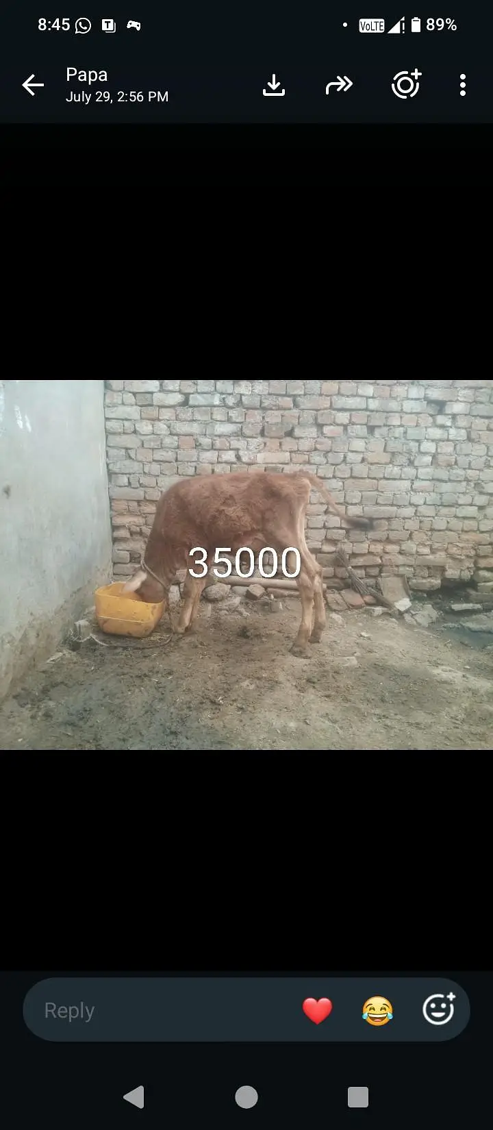 Fresion cross cow 0314 5387877 — photo 6