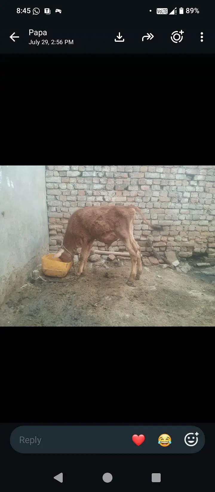 Fresion cross cow 0314 5387877 — photo 7