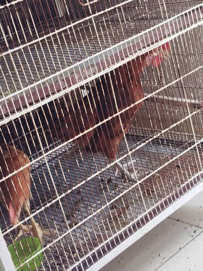 Hen Pair For Sale
